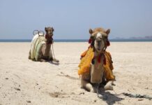 Kort om Dubai